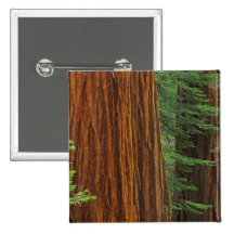 Giant Sequoia trunks in forest, Yosemite Pinback Button