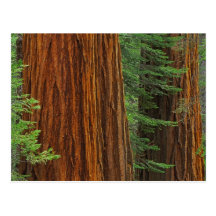 Giant Sequoia trunks in forest, Yosemite Post Cards