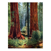 Giant Sequoia Trunks Post Cards