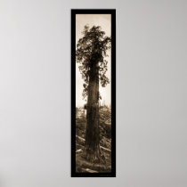 Giant Sequoia Wonder Photo 1915 Print