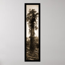 Giant Sequoia Wonder Photo 1915 Print