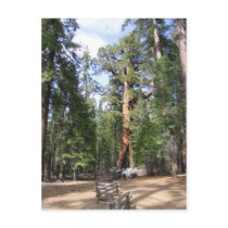 Giant Sequoia, Yosemite National Park Post Cards