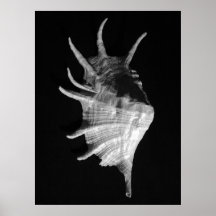 Giant Spider Conch Seashell Lambis truncata Posters