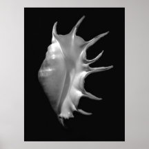 Giant Spider Conch Seashell Lambis truncata Print