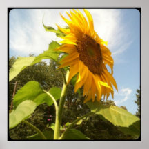 Giant Sunflower Sky Photograph Poster