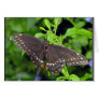 Giant Swallowtail Butterfly Greeting Cards