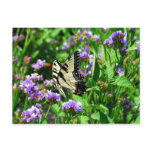 Giant Swallowtail Butterfly on Purple Statice Postcard