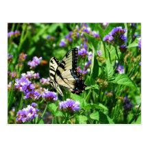 Giant Swallowtail Butterfly on Purple Statice Postcard