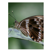 Giant Swallowtail Butterfly Postcard