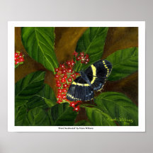 "Giant Swallowtail" by Maria Williams Posters