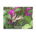 Giant Swallowtail Postcards