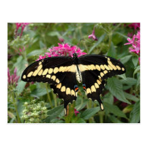 Giant Swallowtail Postcard