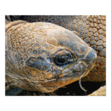 GIANT TORTOISE PHOTO