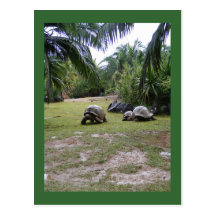 giant tortoises postcard
