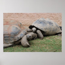 giant tortoises poster