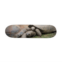 giant tortoises skate boards