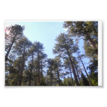 giant trees photographic print