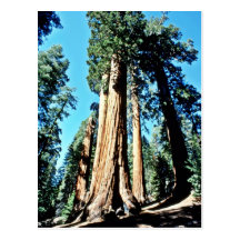 Giant Trees - Sequoia National Forest Post Cards