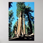 Giant Trees - Sequoia National Forest Poster