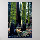 Giant Trees - Sequoia National Forest Print
