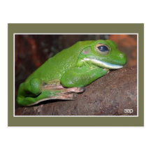Giant white-lipped tree frog photo postcards