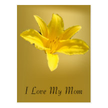 Giant Yellow Lily Post Cards