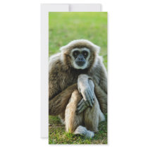 Gibbon, Let's talk about the meaning of life... Rack Cards
