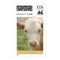 Gidget the Calf postage
