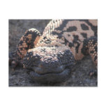 Gila Monster Postcards