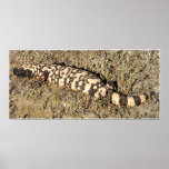 gila monster print