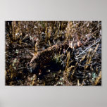 Gila Monster Poster