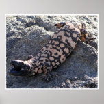 gila monster posters