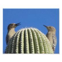 Gila Woodpecker Couple Photo Print