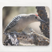 Gila Woodpecker Mousepad