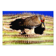 Gila Woodpecker on Saguaro Cactus Art Photo