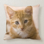 gingembre et chaton blanc oreiller