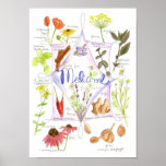 Gingembre médicinal d'echinacée d'ail d'herbe poster