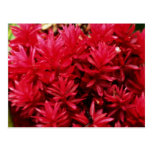 Ginger flowers, Puerto Rico flowers Postcard