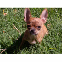 Ginger Photo Cutout