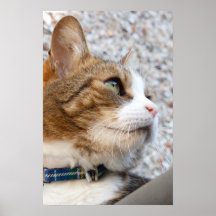 Ginger Tabby Cat Photograph Print