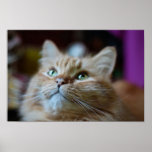 Ginger Tabby Print