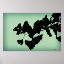 Gingko