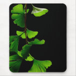 Ginkgo_Biloba_Leaves_-_Black_Background Mousepads
