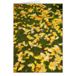 Ginkgo biloba leaves
