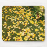 Ginkgo biloba leaves