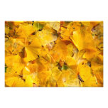 Ginkgo Biloba leaves Photograph