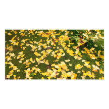Ginkgo biloba leaves picture card