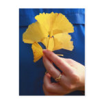 Ginkgo biloba leaves post card