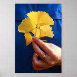 Ginkgo biloba leaves posters