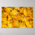 Ginkgo Biloba leaves Posters